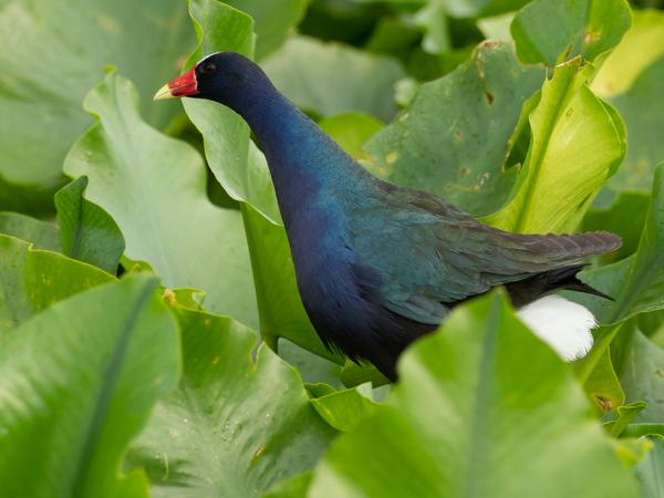 Amerikaans purperhoen (Porphyrio martinicus)